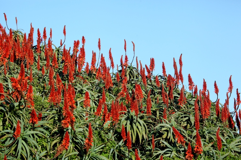 red hot pokers